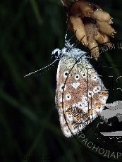 Голубянка черноморская 002